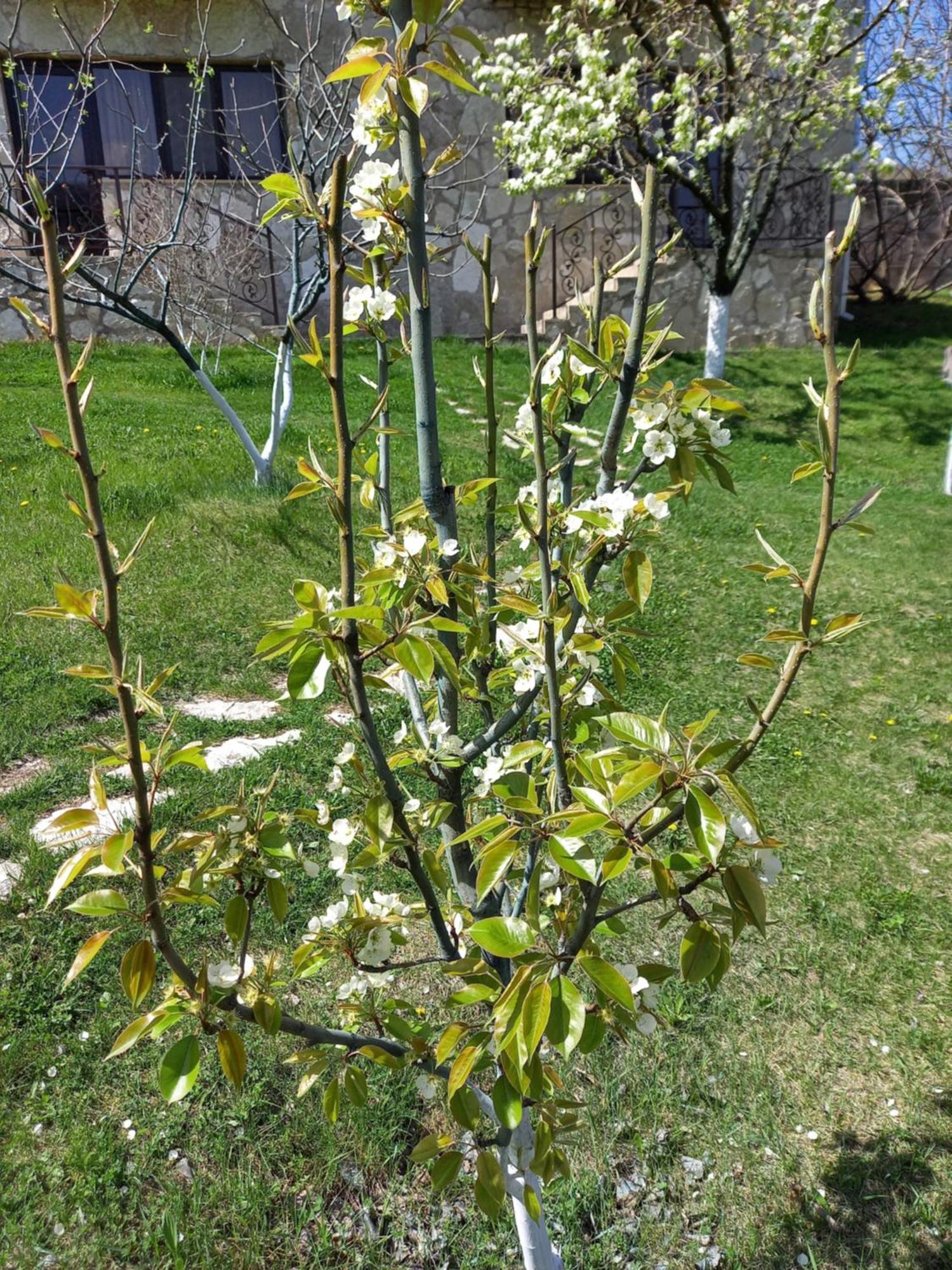 Guest House Ijevan'S Garden Εξωτερικό φωτογραφία