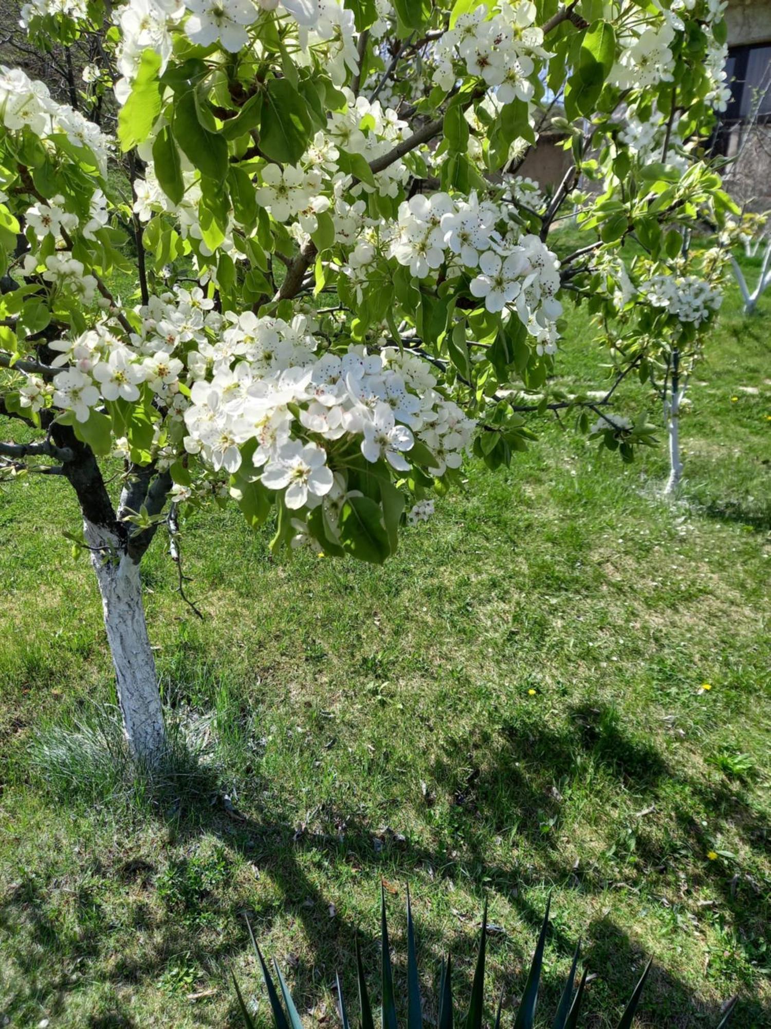 Guest House Ijevan'S Garden Εξωτερικό φωτογραφία