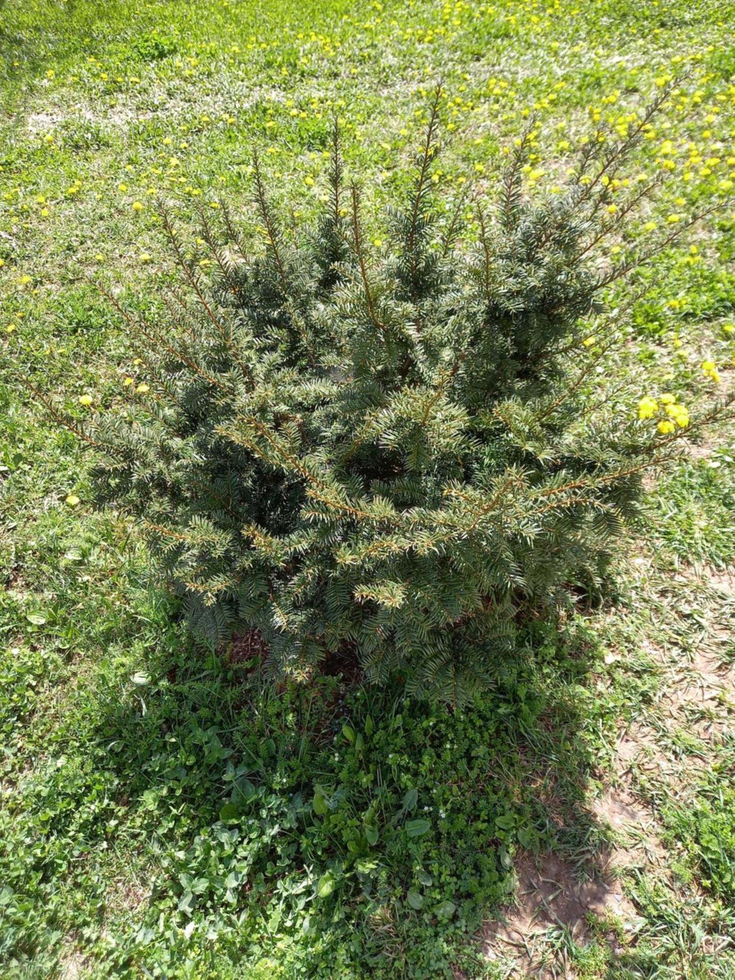 Guest House Ijevan'S Garden Εξωτερικό φωτογραφία