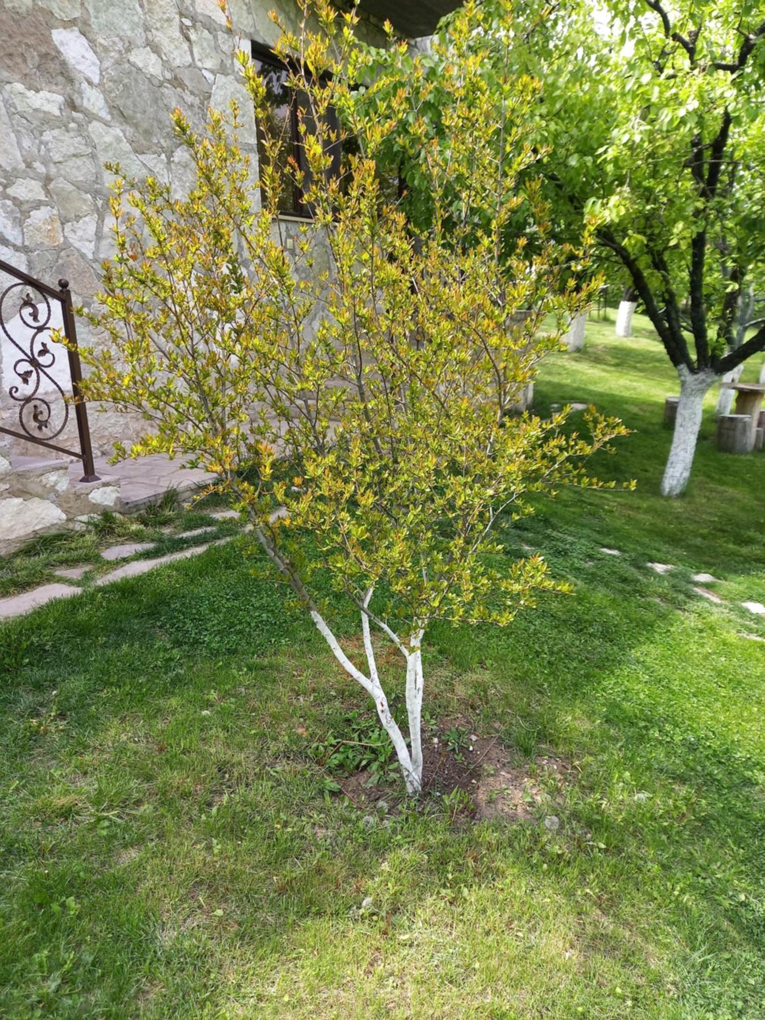 Guest House Ijevan'S Garden Εξωτερικό φωτογραφία
