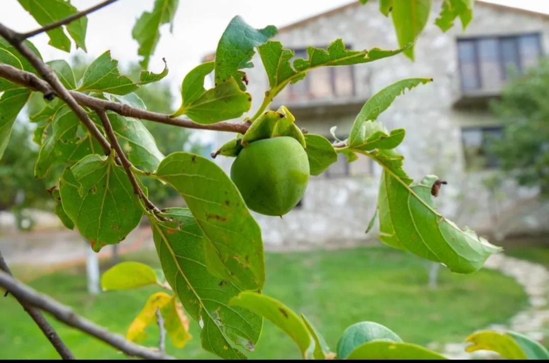 Guest House Ijevan'S Garden Εξωτερικό φωτογραφία